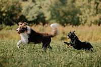Pet's Supplies